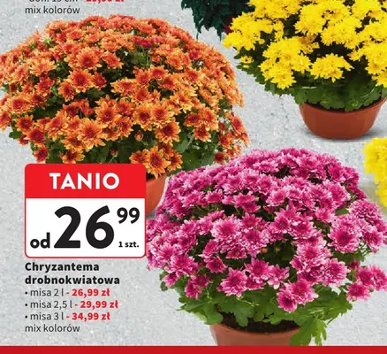 Chryzantema drobnokwiatowa misa 2,5 l promocja w Intermarche