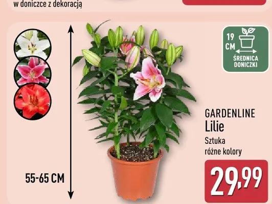 Lilie GARDENLINE promocja w Aldi