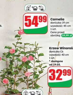 Krzew Winorośl doniczko C6 wysokość: 40 cm promocja w Dino