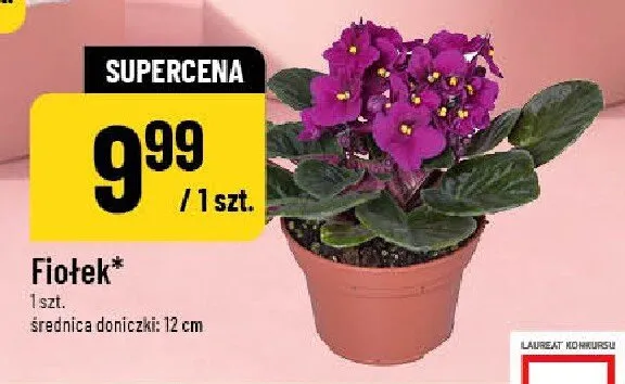Fiołek średnica doniczki 12cm promocja w POLOmarket