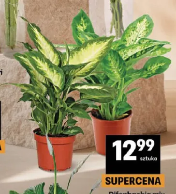 Difenbachia mix promocja w Delikatesy Centrum