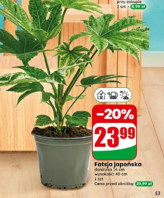 Fatsja japońska doniczka 14 cm wysokość 40 cm promocja w Dino