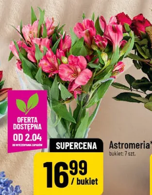 Astromeria promocja w POLOmarket