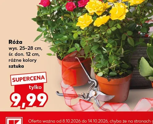 Róża promocja w Kaufland