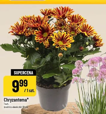 Chryzantema promocja w POLOmarket