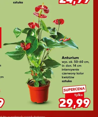 Anturium czerwone wys. ok. 50-60 cm śr. don. 14 promocja w Kaufland