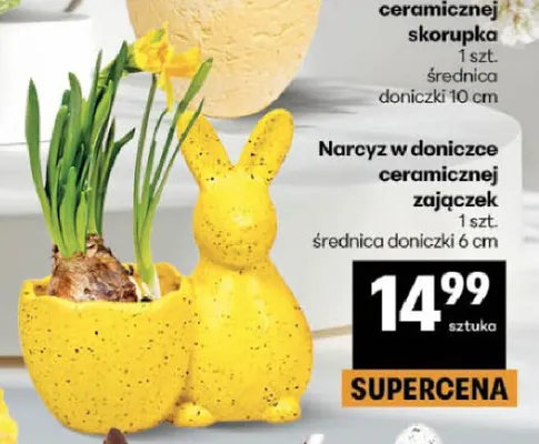 Narcyz w doniczce ceramicznej zajączek promocja w Delikatesy Centrum