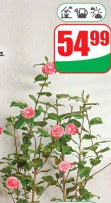 Camelia doniczka 19 cm  promocja w Dino