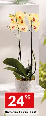 Orchidea promocja w Twój Market