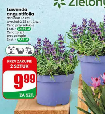 Lawenda angustifolia doniczka 13cm wysokość 25cm promocja w Dino