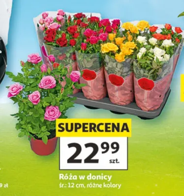 Róża w donicy śr.: 12cm promocja w Auchan