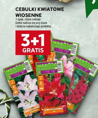 Cebulki kwiatowe wiosenne promocja w Stokrotka