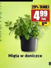 Mięta w doniczce promocja w API Market