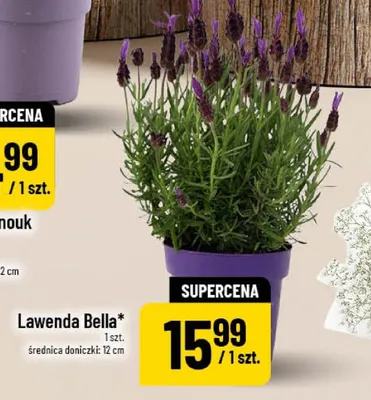 Lawenda Bella średnica doniczki 12cm promocja w POLOmarket