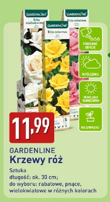 Krzewy róż promocja w Aldi