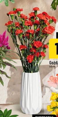 Goździki promocja w POLOmarket