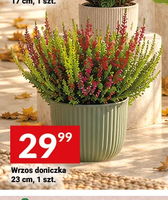 Wrzos doniczka 23 cm promocja w Twój Market