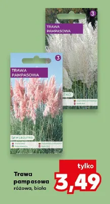 Trawa pampasowa różowa, biała promocja w Kaufland