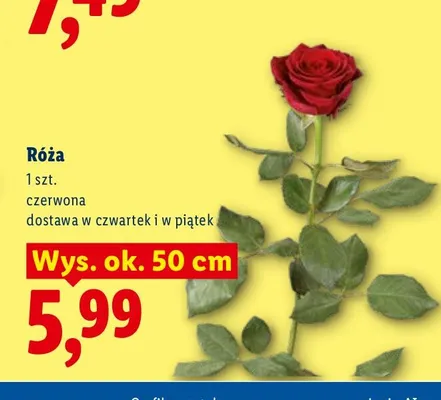 Róża czerwona promocja w Lidl