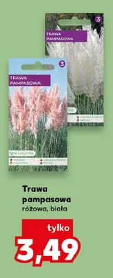 Trawa pampasowa biała promocja w Kaufland