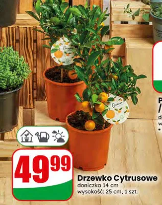 Drzewko Cytrusowe Dino promocja w Dino