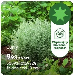 Zioła Curry promocja w Castorama