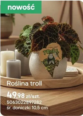 Roślina troll promocja w Castorama