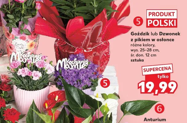 Goździk z pikiem w osłonce wys. 25-28cm śr. don. 12cm promocja w Kaufland