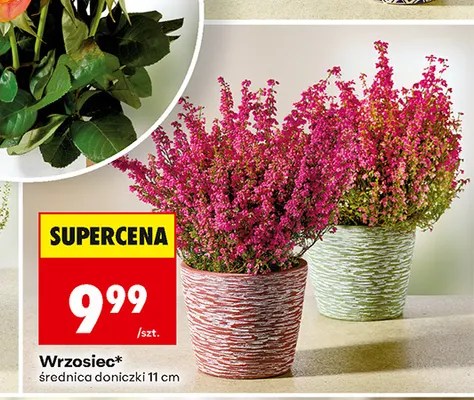 Wrzosiec promocja w Biedronka
