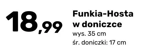 Funkia-Hosta w doniczce promocja w Bricomarche