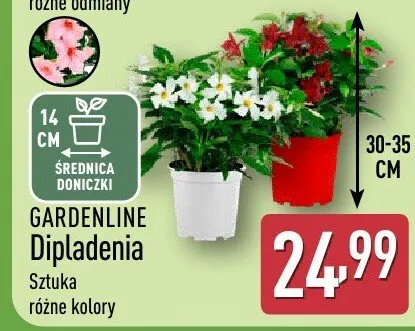 Dipladenia promocja w Aldi