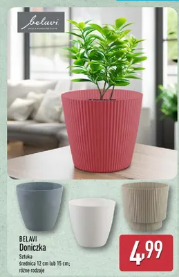 Paproć 35-40 cm doniczka 12 cm promocja w Aldi