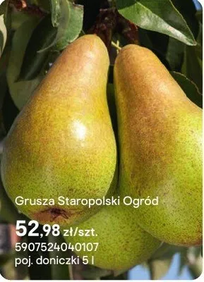 Sadzonka Grusza Staropolski Ogród promocja w Castorama