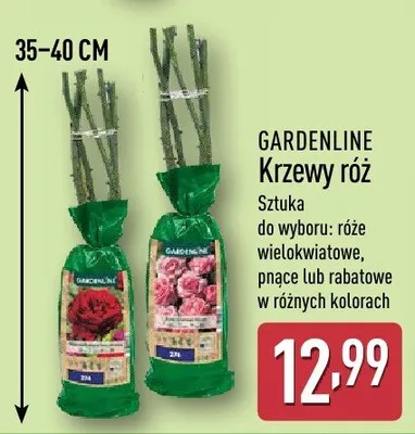 Krzewy róż pnących Gardenline promocja w Aldi