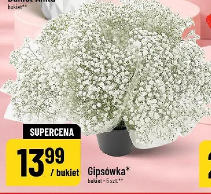 Gipsówka promocja w POLOmarket