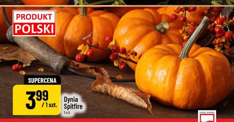 Dynia Spitfire promocja w POLOmarket
