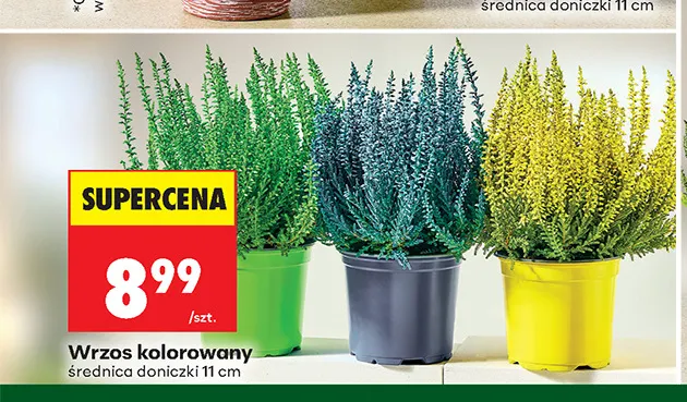 Wrzos kolorowany promocja w Biedronka