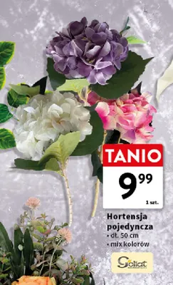 Hortensja pojedyncza Goliat promocja w Intermarche
