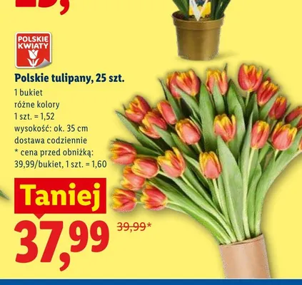 Polskie tulipany 25-pak promocja w Lidl