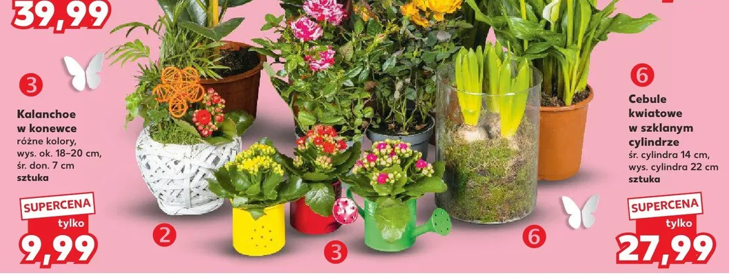 Kalanchoe w kokaronce promocja w Kaufland