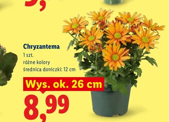 Chryzantema promocja w Lidl