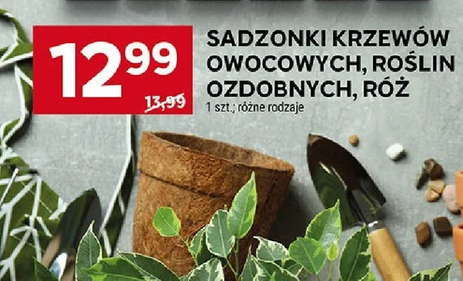 Sadzonki krzewów owocowych, roślin ozdobnych, róż promocja w Stokrotka