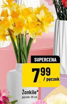 Żonkile promocja w POLOmarket