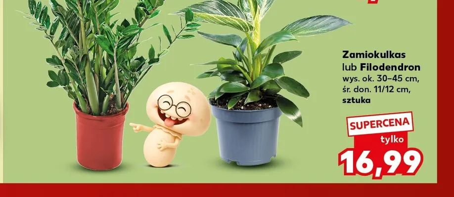 Filodendron promocja w Kaufland