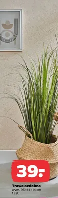 Trawa ozdobna promocja w Netto