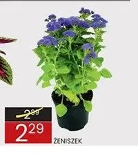 Żeniszek promocja w Wafelek