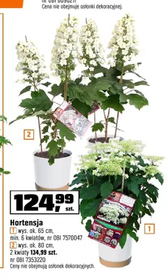 Hortensja wys. ok. 80cm 2 kwiaty promocja w OBI