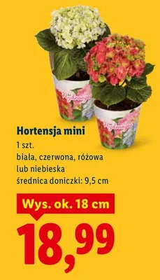 Hortensja mini - biała, różowa, czerwona lub niebieska promocja w Lidl