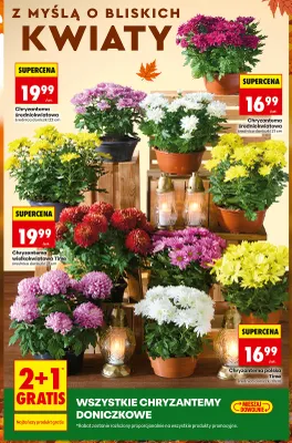 Chryzantemy doniczkowe promocja w Biedronka