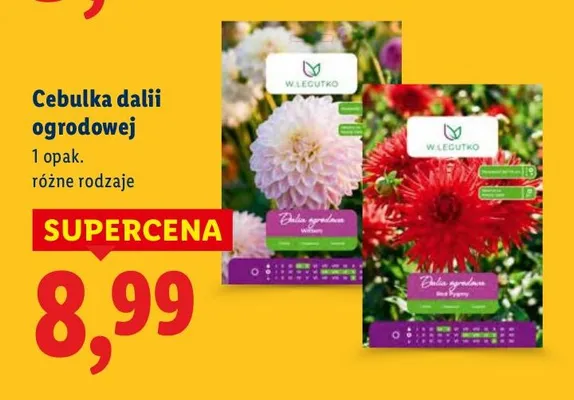 Cebulka dalii ogrodowej różne rodzaje promocja w Lidl
